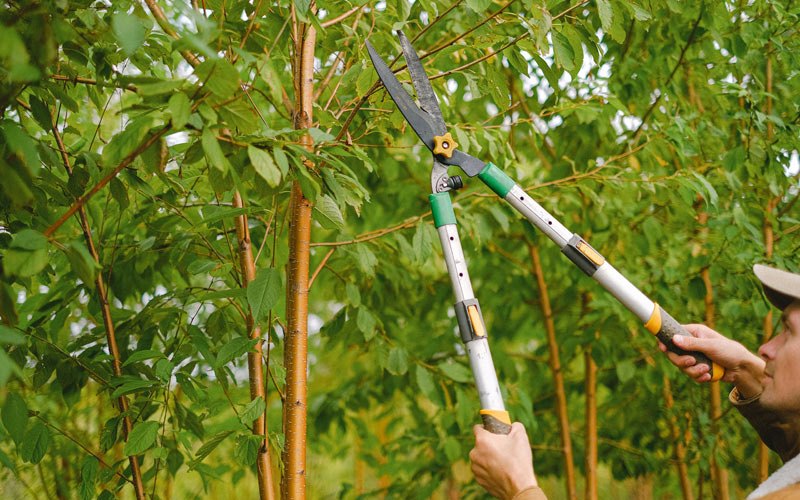 Tree trimming in Northern Cambria, PA